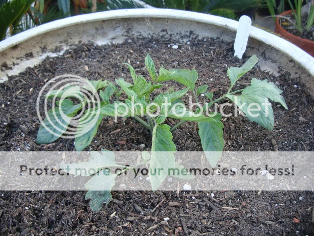  photo DSC05830_zps55e3a4e7.jpg